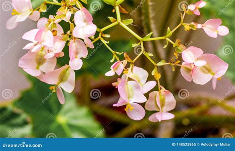 Pink Flowers of Begonias on the Background of Green Leaves. Growing Indoor Plants_ Stock Image ...