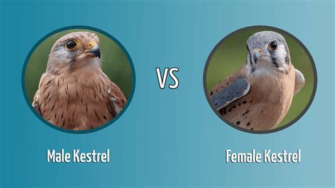 Male Kestrel vs Female Kestrel: How To Tell the Difference? - Optics Mag