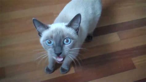 10 Things You Didn't Know about The Blue Point Siamese