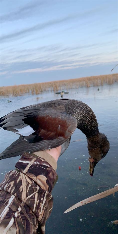 Stud Drake Gadwall : r/Waterfowl