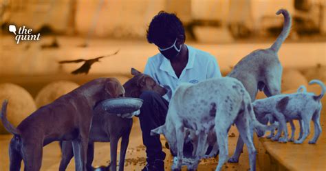 Why Feeding Stray Dogs Irresponsibly May ‘Bite’ Us All Back