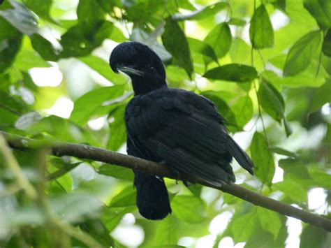 Umbrella Bird Wallpaper - Animals Town