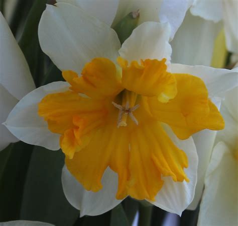 DAFFODILS -- One of the First Signs of Spring - Sowing the Seeds