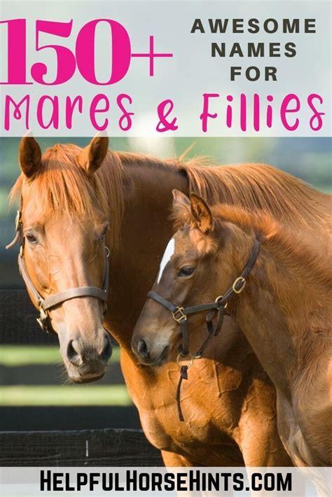 150+ Horse Names for Fillies and Mares + Tips for Naming | Horse names, Horses, Female horse