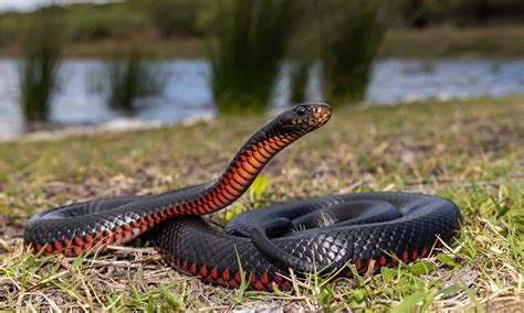 Black Snake with Red Belly in Florida: What Is It and Is It Poisonous ...