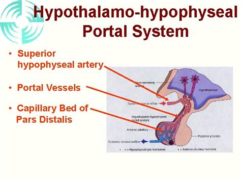 PITUITARY GLAND HYPOTHALAMUS Anatomical Relations Pituitary Sella Turcica