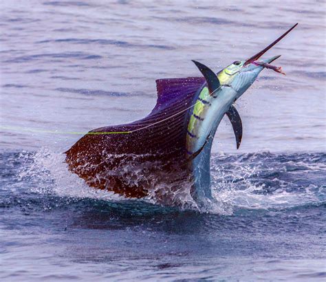 Top 100+ Wallpaper Sailfish Jumping Out Of Water Latest