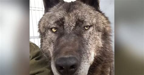 “Biggest wolf on the planet” comes at man’s face and over 20M watch in awe