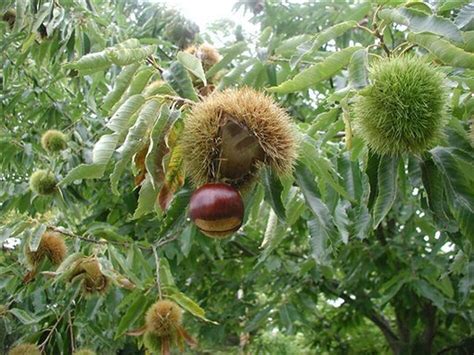 Sowing The Seeds For A Great American Chestnut Comeback | WBUR