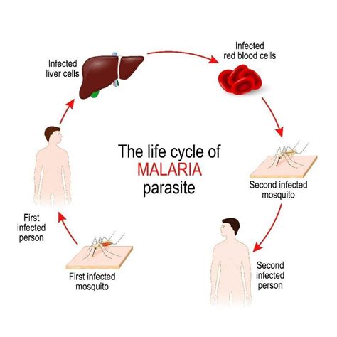 Malaria Detection and Identification