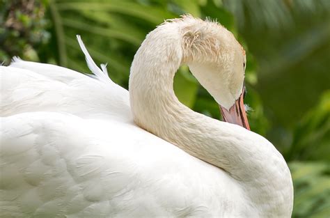 Island Swans – Gardens For Goldens