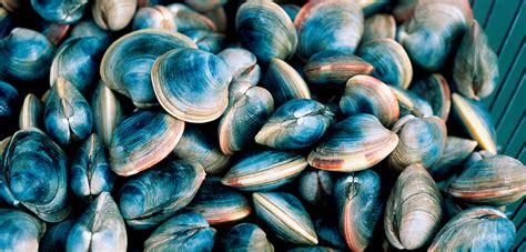 Farmed Shellfish Is Not Immune to Climate Change | Hakai Magazine