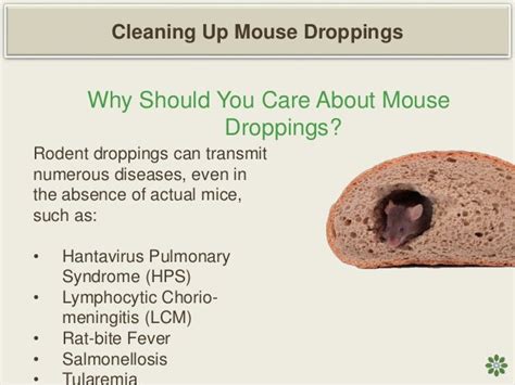 Tips for Cleaning Up Mouse Droppings