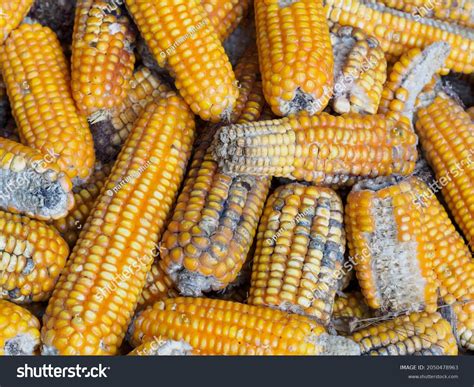 Moldy Corn Used Food Animal Feed 庫存照片 2050478963 | Shutterstock