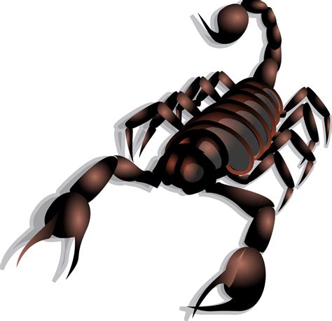 Scorpion Clip art - Vector Scorpion png download - 1173*1138 - Free ...