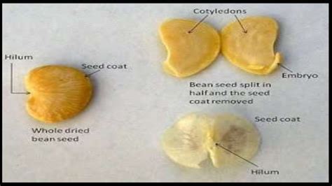 SEED GERMINATION | PPT