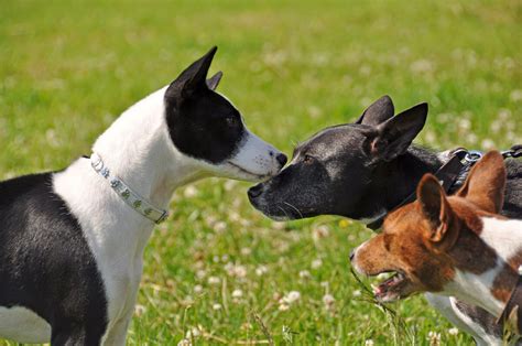 Basenji Colors: 4 Standard Colors + Combinations & Markings