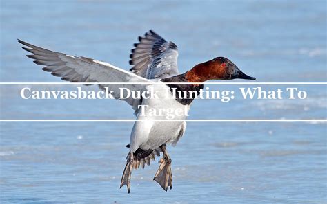 Canvasback Duck Hunting: What To Target– Hunting and Fishing Depot