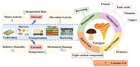 Recent Advances in Postharvest Irradiation Preservation Technology of Edible Fungi: A Review