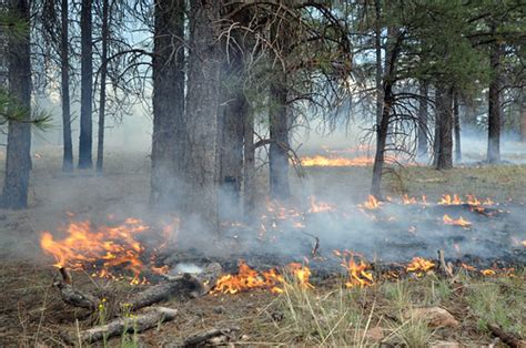 Coco Fire 2016 | Ring of fire to clear area below pine trees… | Flickr