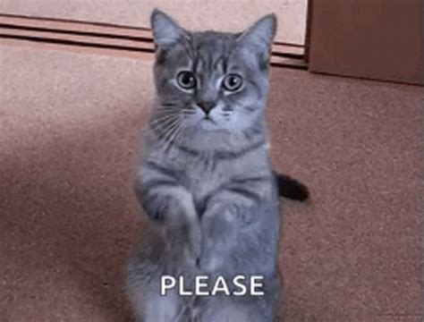 Cat Begging For Food GIF | GIFDB.com