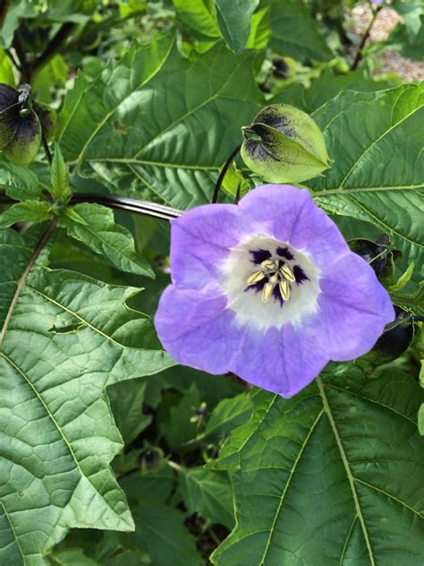 Nicandra physalodes (shoo-fly plant, apple of Peru, Peruvian bluebell ...