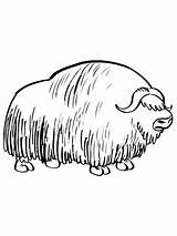 Realistic Musk Ox Coloring Page sketch template