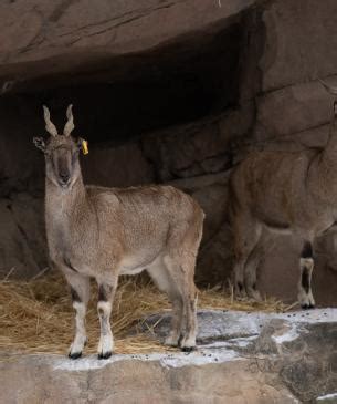 Markhor | Columbus Zoo and Aquarium