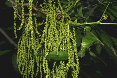 Carya cordiformis (bitternut hickory): Go Botany