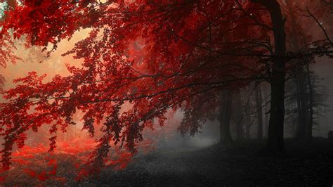 Red Forest wallpaper | 2560x1440 | #8429