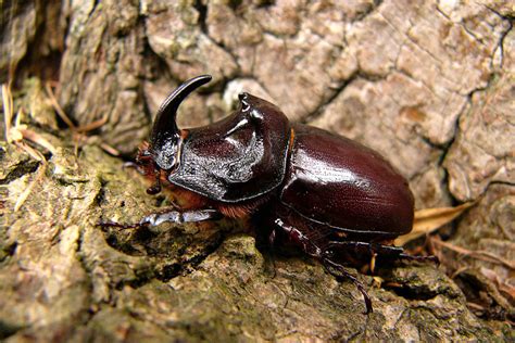 Nashornkäfer (Forum für Naturfotografen)