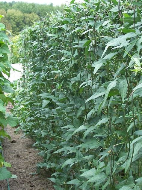 Green Bean Plant Spacing - Garden Plant