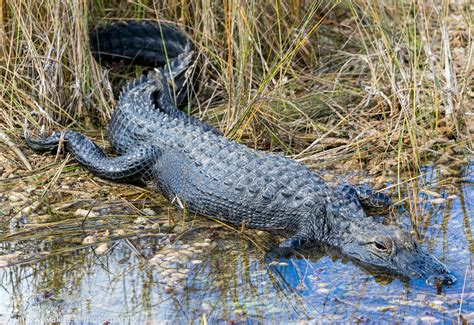 Alligators in the Shark Valley area of the Everglades Nati… | Flickr