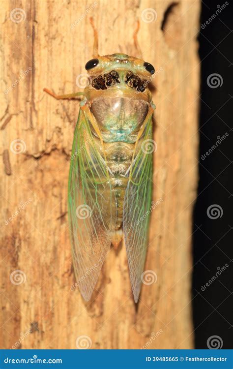 Cicada transformation stock image. Image of japan, vute - 39485665