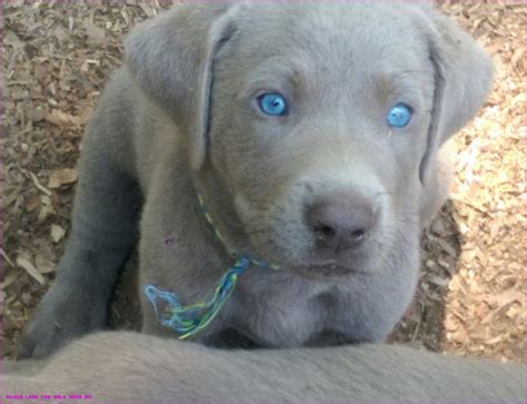 Labrador Breeder Near Me - Cute Puppies for Me