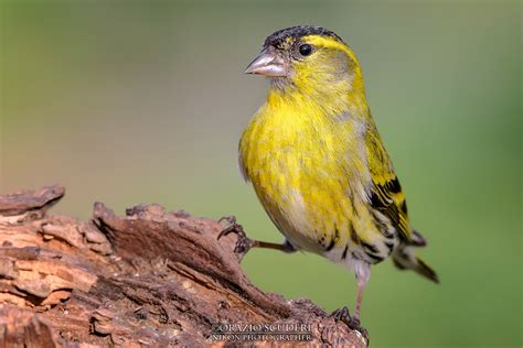 Carduelis spinus | JuzaPhoto