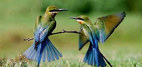 Best Uttarakhand Wildlife Sanctuaries & National Parks