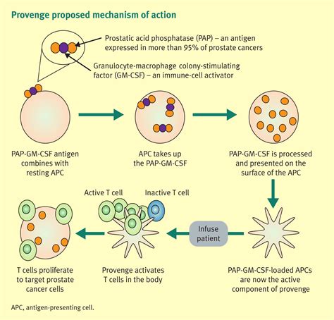 Principles of cancer treatment by immunotherapy - Surgery - Oxford International Edition