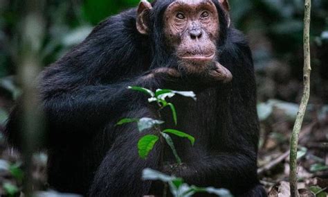 2 Days Kibale Chimpanzee Tracking safari | Kibale National Park