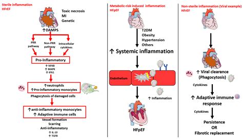 Cells | Free Full-Text | Cellular and Molecular Differences between HFpEF and HFrEF: A Step ...