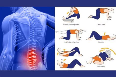 The Purpose of Lower Back Pain Exercises