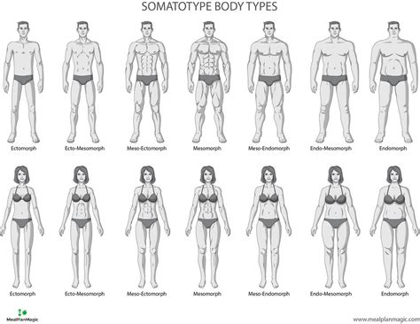 Body Types Chart, Mens Body Types, Healthy Plan, Healthy Diet Tips, Healthy Life, Body Reference ...