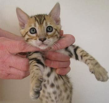 Beautiful Teacup Bengal Kittens for sale. - Pets For Sale in the UK