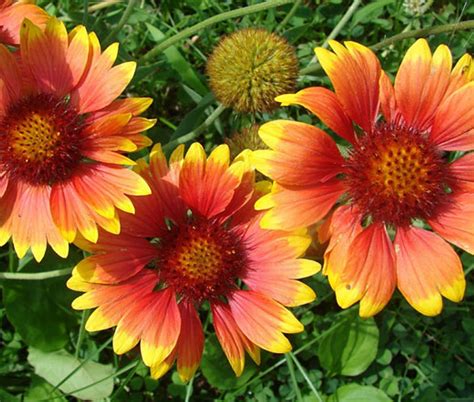 Blanket Flower Gaillardia Aristata Seeds