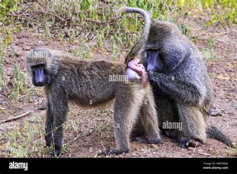 Papio Hamadryas Baboon Monkeys. Primate Baboon Monkey Mating Rituals Natural Behavior. Serengeti ...