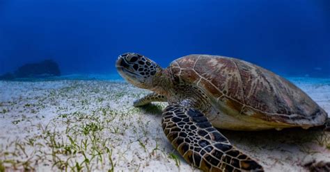 National Aquarium - Green Sea Turtle