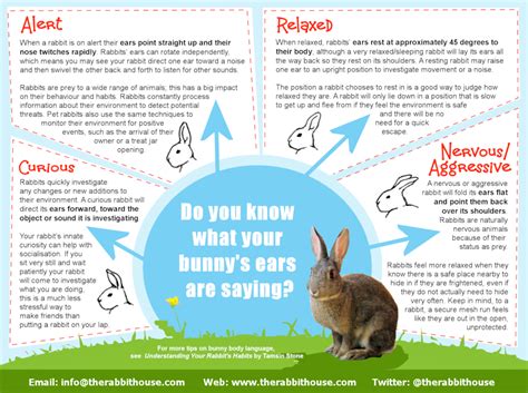 Rabbit Awareness Week | Rabbit, Bunny care, Pet bunny