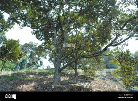 Durian farm in Malaysia Stock Photo - Alamy