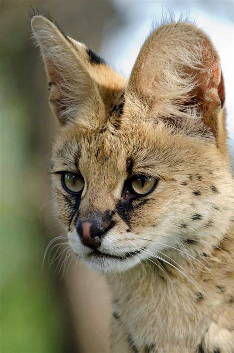 Picture 6 of 9 - Serval (Leptailurus Serval) Pictures & Images ...