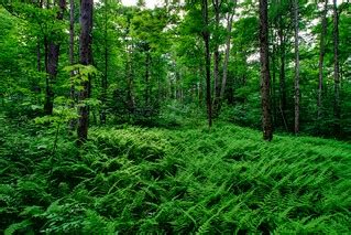 Fern floor | Salt Springs State Park Montrose, PA | Chris Waits | Flickr